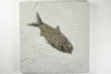 5.7" Detailed Fossil Fish (Knightia) - Wyoming - #198113-1